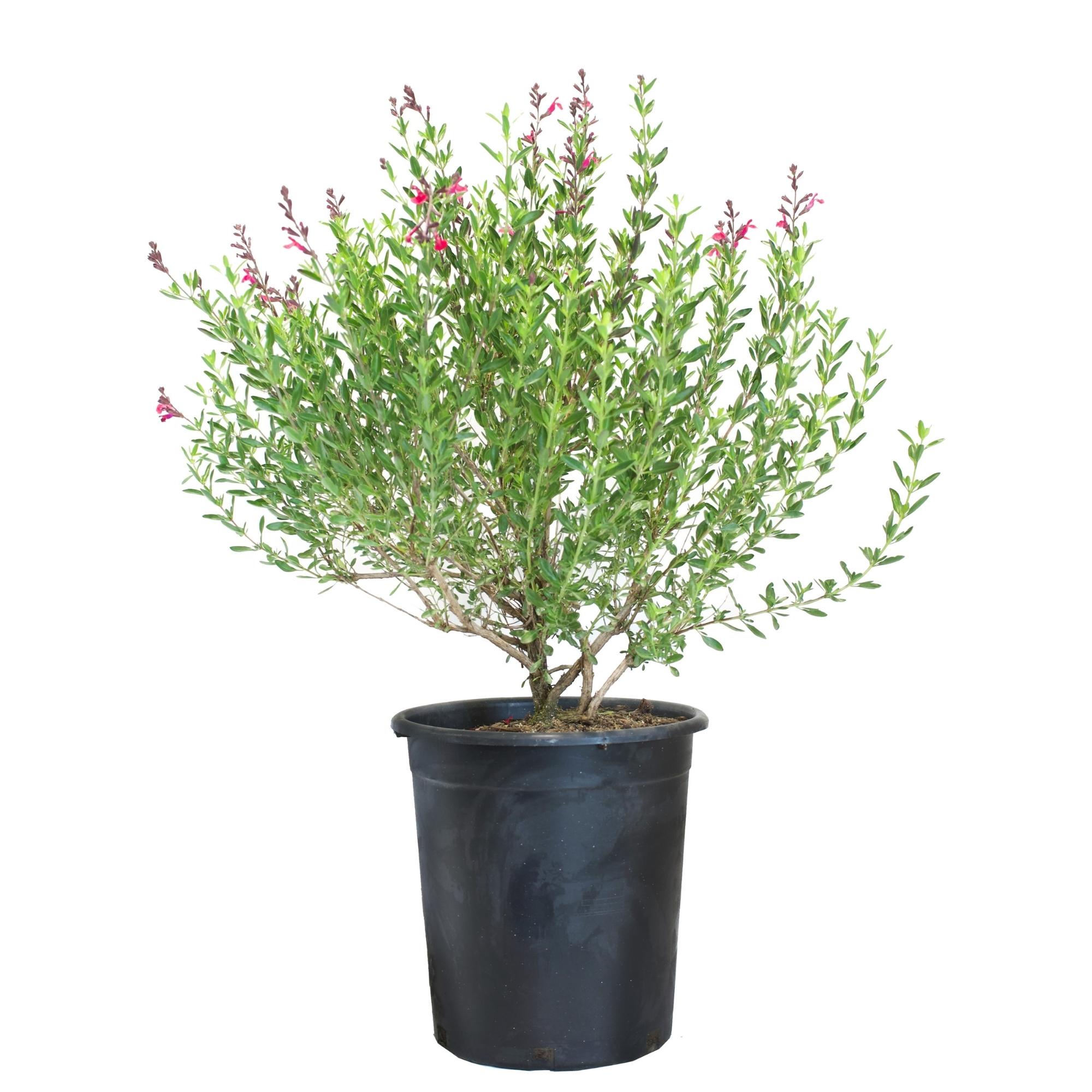 Pink salvia in a black nursery pot with a white background.