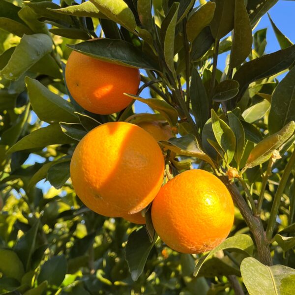 Page Mandarin Semi-Dwarf Tree