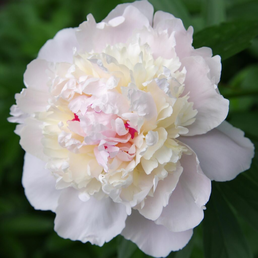 Peony 'Gardenia' - Alder & Oak Plants - Online Plant Nursery