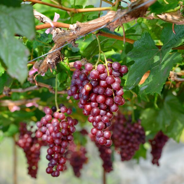 Flame Seedless Grape Vine