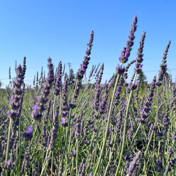lavender grosso cover shot