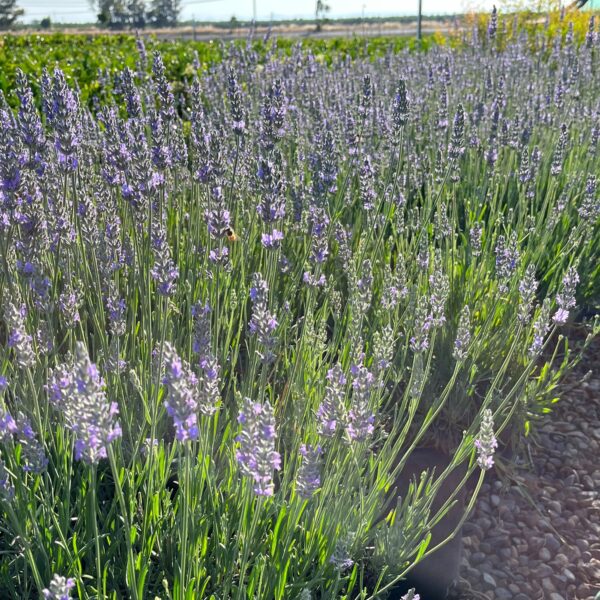 'Provence' English Lavender