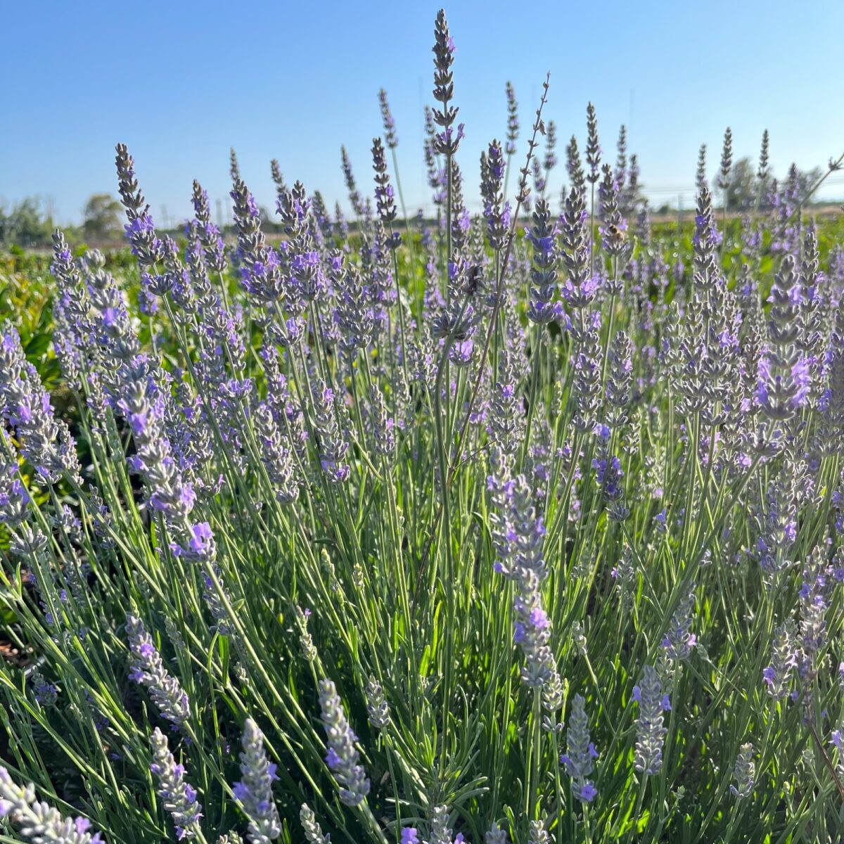 'Provence' English Lavender