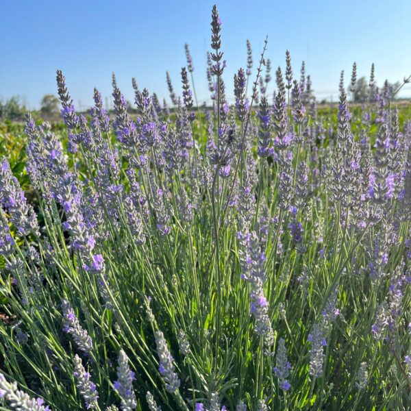 'Provence' English Lavender
