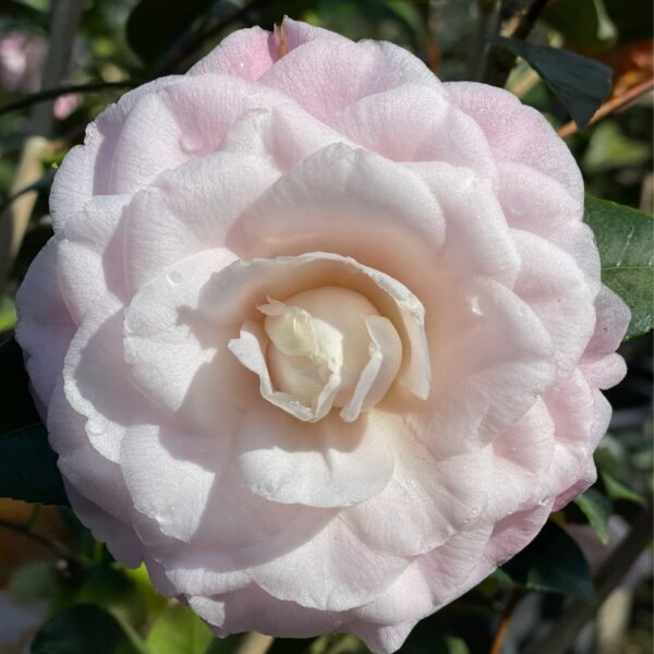 Camellia Nuccio's Pearl Flower Cover