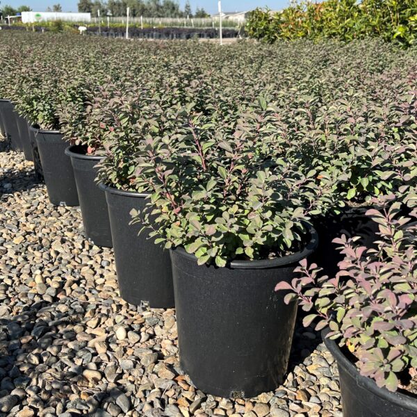 spirea betulifolia tor row feild